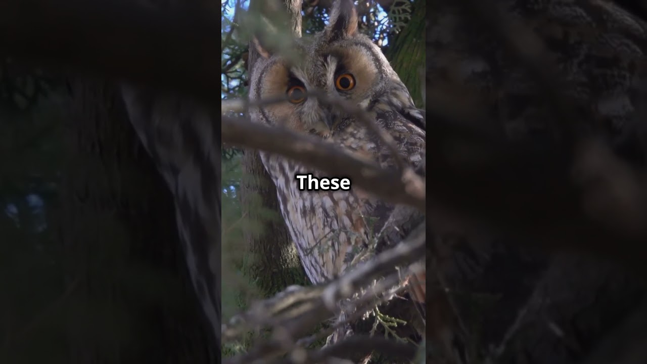 5 Amazing Facts About the Greater Sooty Owl!