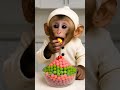 monkey baby laughing video and monkey baby eating jam 🍪😂.