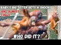 Scary orangutan falls down the net after being grabbed by big brother