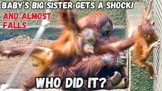 Scary! Orangutan Falls Down the Net After Being Grabbed by Big Brother