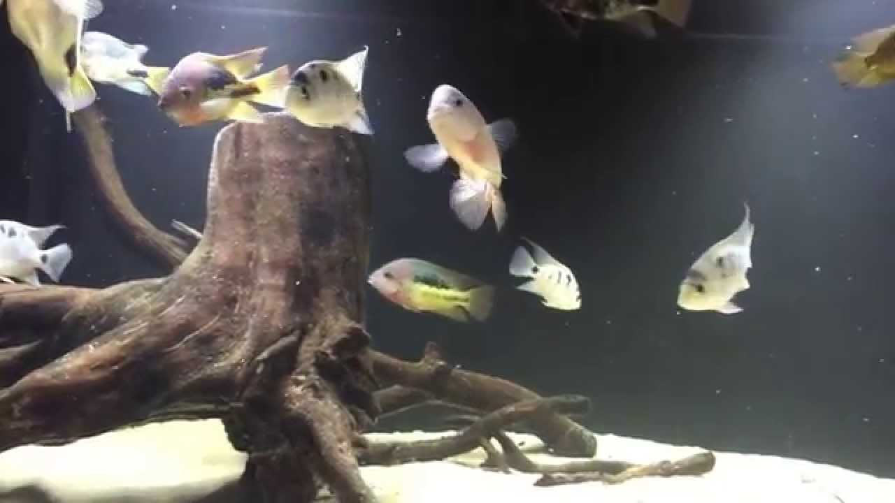 540 Gallon Paratheraps