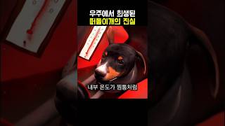 강아지가 우주에간 이유 ㄷㄷ
