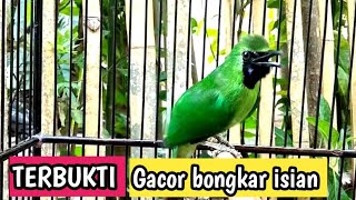 Pancingan Cucak Ijo Biar langsung Gacor Dan Bongkar Isian