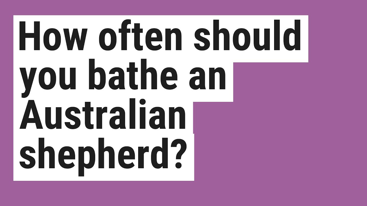 How Often Should You Bathe An Australian Shepherd YouTube how-often-should-you-bathe-an-australian-shepherd-youtube