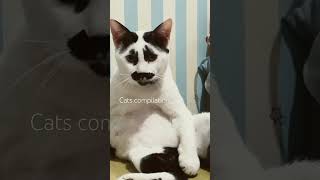 Download Lagu cat Lover #catshorts #catfunny #cats MP3