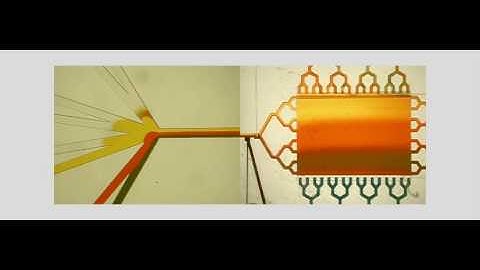 Microfluidic perfusion champer: Montage view of both upstream and downstream [Folch lab]