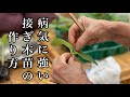 接ぎ木苗の作り方【スイカ栽培編】台木と穂木の種まき〜育苗管理の紹介　22/3/31