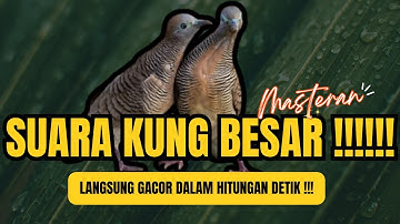 MASTERAN Perkutut lokal kusus suara kerot & koar dijamin bikin gacor