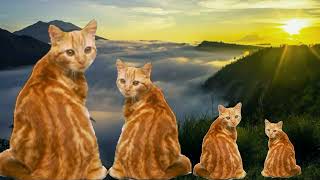 Belajar Nadhom Alfiyah By Memeichan Kucing Lucu