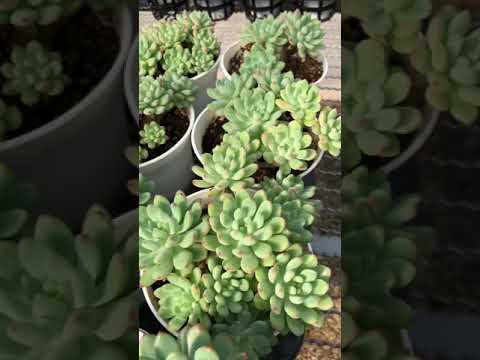 วีดีโอ: การดูแลต้น Sedeveria – เรียนรู้เกี่ยวกับการปลูก Sedeveria Succulents