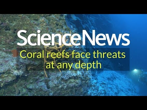 Coral reefs face threats at any depth | Science News