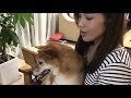2歳になりました。 柴犬ゆき Shiba inu, Yuki