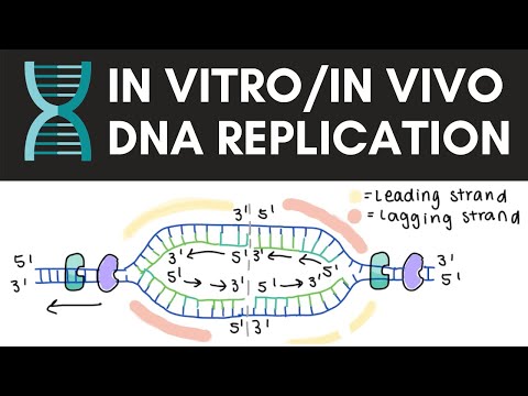In vivo and in vitro DNA replication - Cell biology