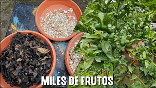 Como hacer el mejor abono radicular para que tus LIMONEROS den MILES DE FRUTOS