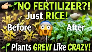 I Stopped Using Fertilizer and Tried Pulverized Rice — What Happened Next BLEW MY MIND!