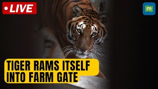 Wild Siberian tiger rams itself into farm gate in northern China | N18G