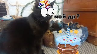 день рождения конфетной кошки буси? что ей подарили?