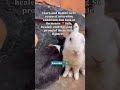 #rabbit #animals #animallife #disability #community #bunny #fypシ゚viral #canada #unitedstates #uk