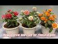 How to grow and care for zinnia in pots