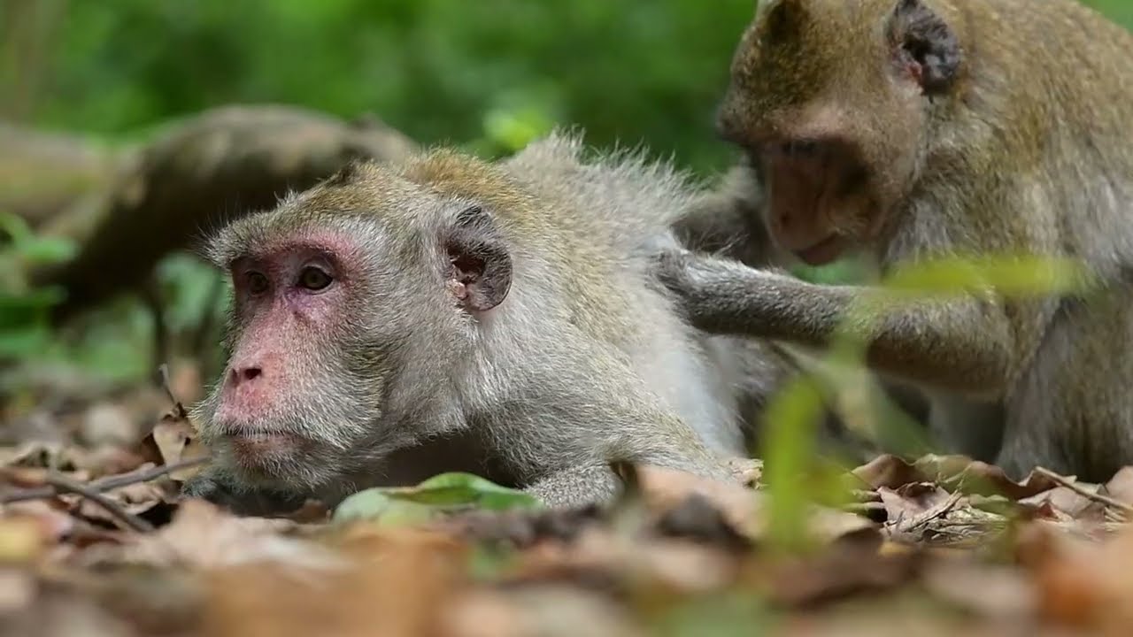 monkey jane and son jody #89  