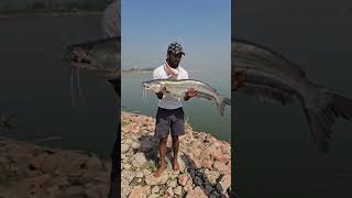 Itni Badi Machhali? 😱 | Giant Catfish Catching in River #fishing #fish #catfishfishing #hugefish