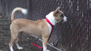 Video: Adopt This Energetic Pup