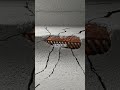 Rust in Reinforcement – Why Buildings Fail (African Explanation)#ConstructionNigeria #CivilEngineer