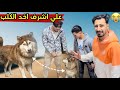 نهايه الكلب الهاسكي في مزرعتي ولكن حصلت مشاجره