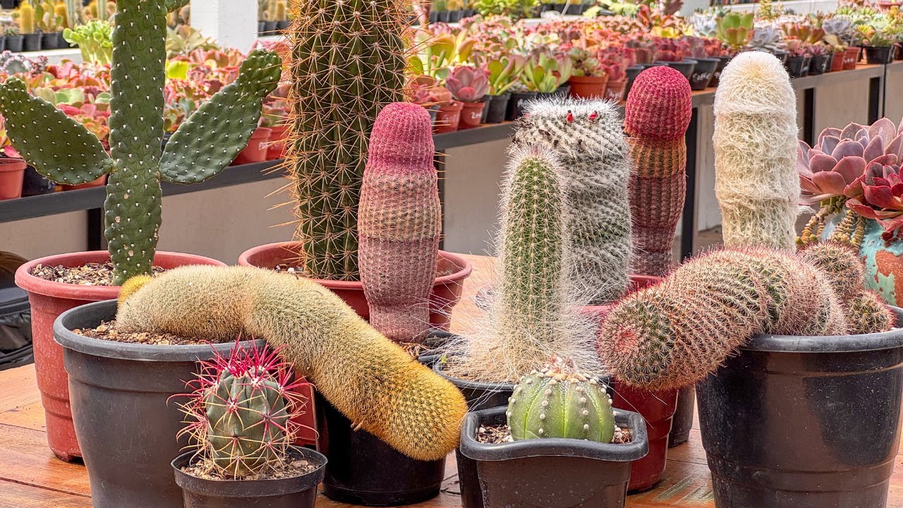 O Segredo para Suculentas e cactos Saudáveis - 5 Fatores Essenciais