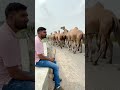 Camels on gujarat