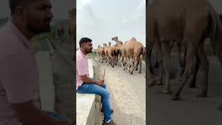 Camels on Gujarat
