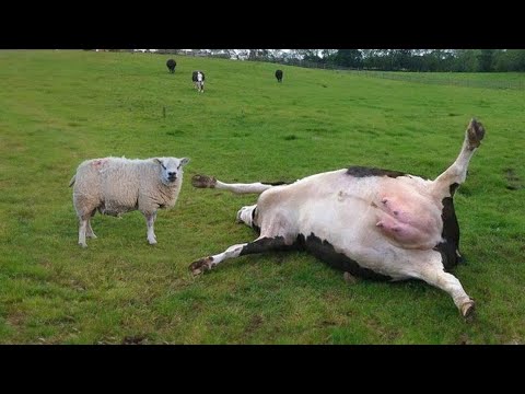 This Angry Sheep Killed a Cow