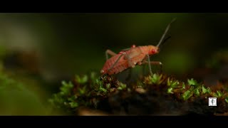 Beauty of Tulunad | Nature