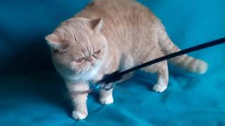 Exotic shorthair cream tabby n white by Gerdiacats Cattery 177 views 5 years ago 39 seconds