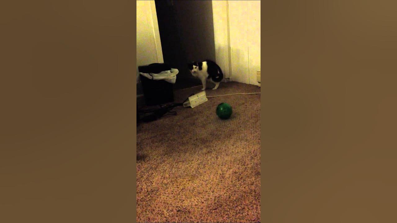Cat Hamster ball YouTube