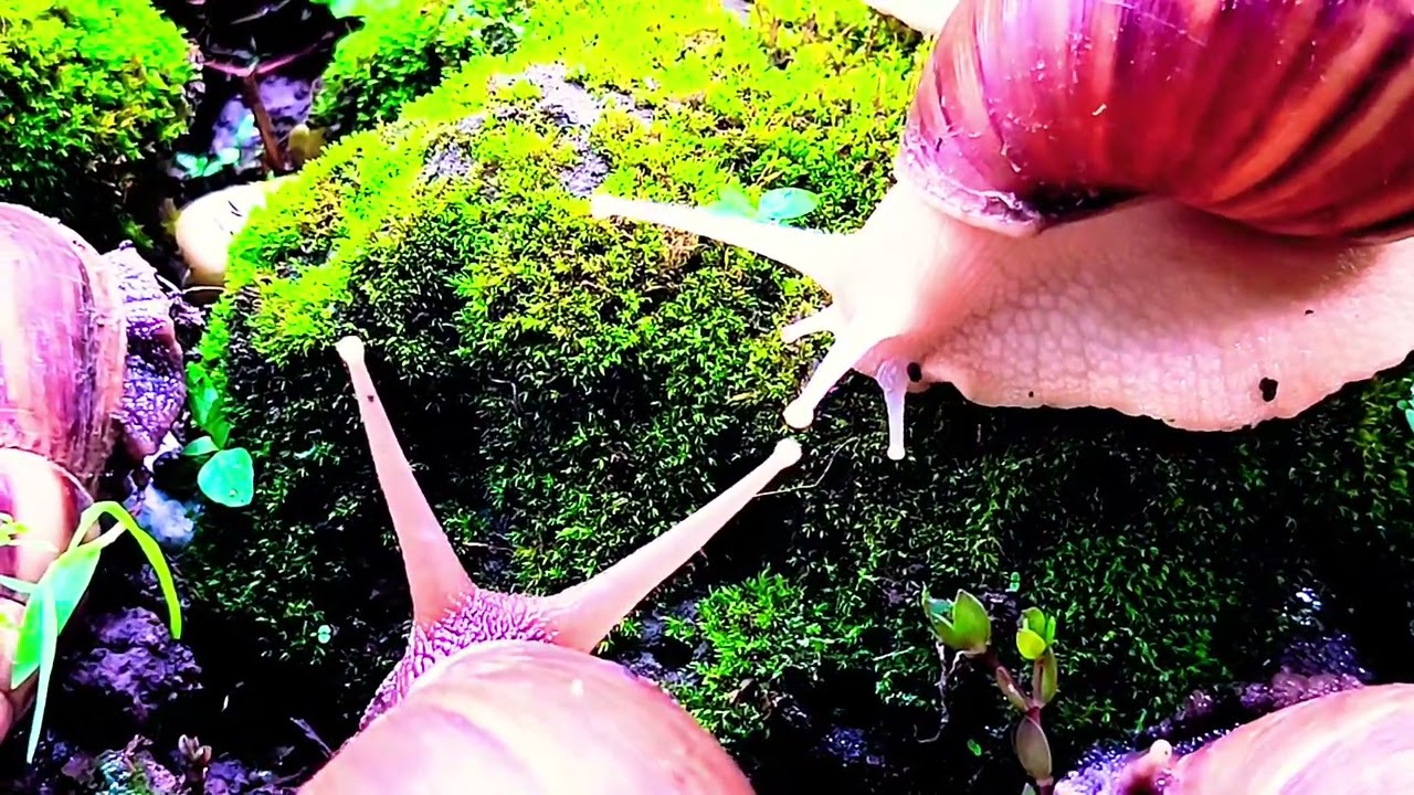 Have You Ever Truly Watched a Snail Move? It's show time 