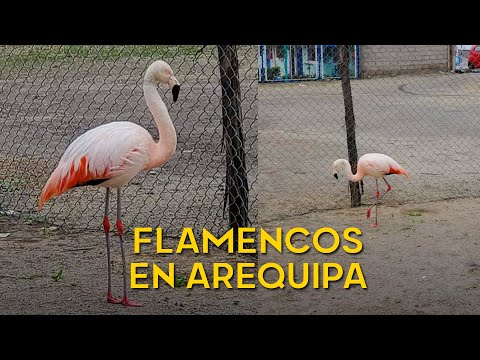 Arequipa: hallan flamenco en Cayma que descansaba de migración y Serfor lo captura para cuidarlo