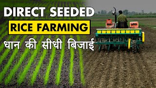 Direct Seeded Rice Farming | Dryland Paddy Cultivation Technique