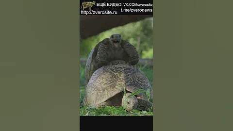 Как размножаются черепахи