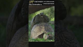 Как размножаются черепахи