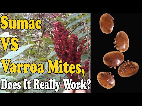 Staghorn Sumac Vs Varroa Mites, Does It really Work?