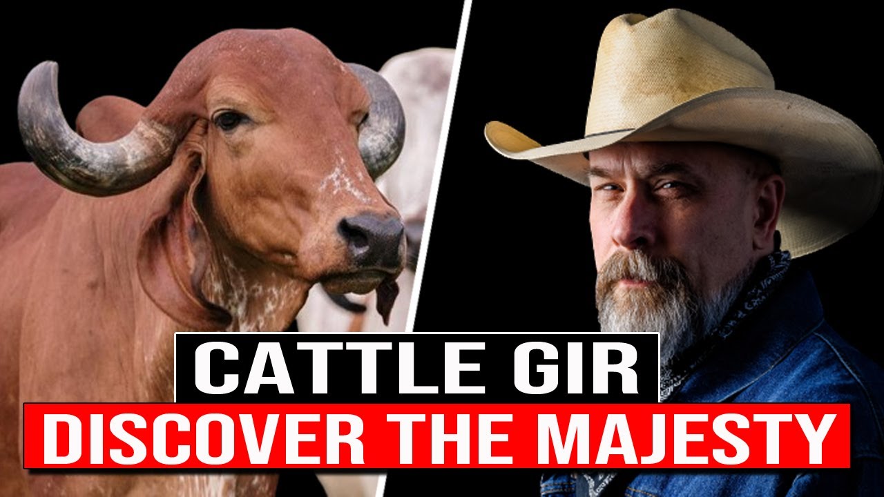 🔴 Discover The MAJESTY Of The GYR CATTLE BREED ✅ Biggest Bulls And Cow