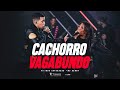 Cachorro Vagabundo | Vitinho Imperador &amp; MC Danny | #ElevandoONível