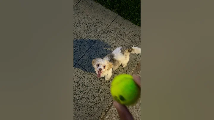 Playing fetch with my skinwalker dog