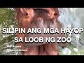 Sarap balikan ang ganda ng zoo  jhongix channel