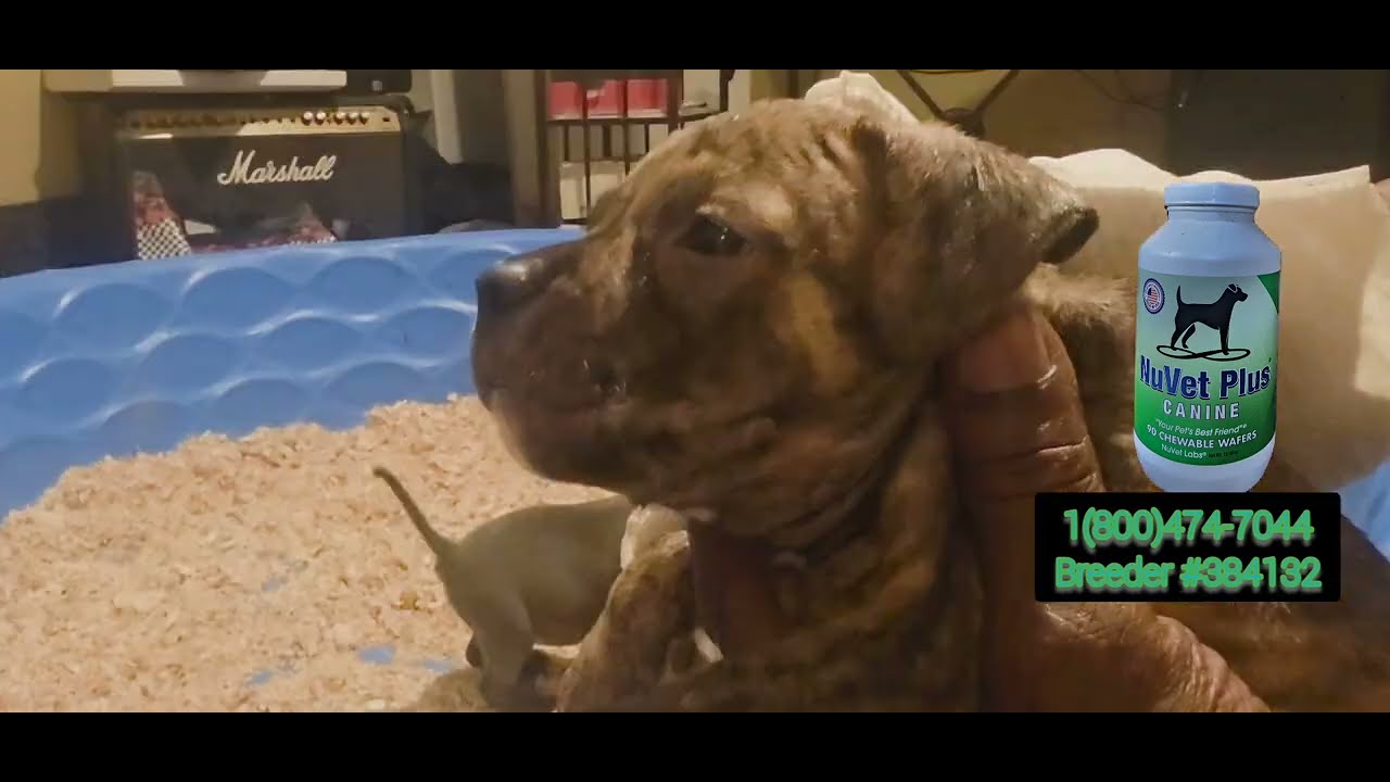 Что делает собаку экзотической? 