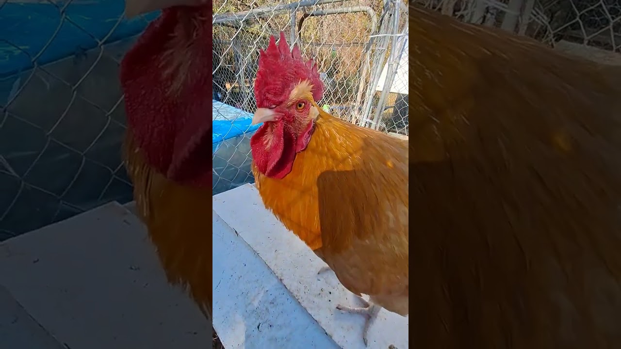 CM Stars🚜🐥Down On The Farm🐔