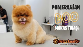 Pomeranian Boo Traşı - Pomeranian Boo Tıraşı Nasıl Yapılır?