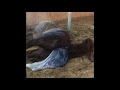 Mare Giving birth 3/23/19