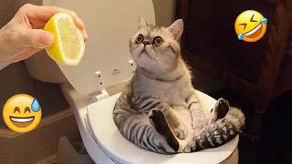 New Funny AnimalsBest Funny Dogs and Cats Videos Of The Week